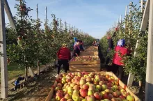zbiory jabłek w sad rokicki