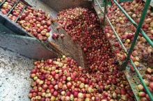 Dostawy surowca na koncentrat jabłkowy