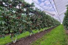 czereśnie na bibaum