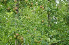 lustracja sadów w wielkopolsce