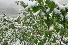 Połamane pod naporem śniegu pędy malin