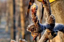 powrót nocnych przymrozków