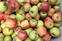 jabłka przemysłowe ze skrzyń
