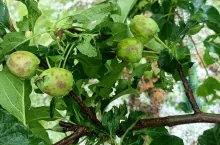 gradobicie