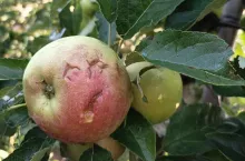gradobicie