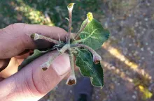 uszkodzenia przymrozki