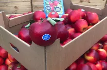 Crimson Crisp