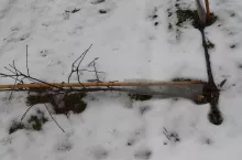 uszkodzone drzewko