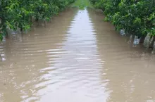 zalany sad
