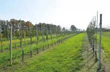 Zdjęcie sadu - MPS Sad 2/2020