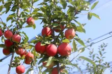 Jabłka odmiana Gala