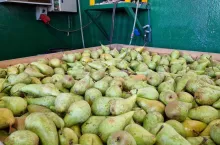 konferencja chłodnia