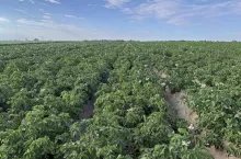 Plantacja ziemniaków