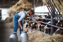 A woman worker with cans working on diary farm, agriculture industry.