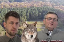 Wilki zagryzają 6000 sztuk bydła rocznie. ”Prędzej czy później dotrą do nas”
