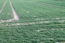 pole, uprawa, pszenica