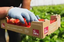 Zbiór truskawek w Coop Sole