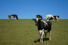 561290