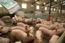 Dlaczego ceny świń tak drastycznie spadają? Komentarz eksperta