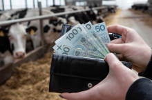 Rolnicy nie mogą ubezpieczyć zwierząt od chorób zakaźnych.