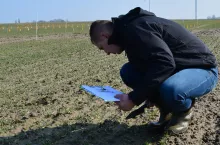 Łamliwość źdźbła zbóź i traw to groźna, ale nie jedyna choroba zagrażająca zbożom na starcie wiosennej wegetacji. W tym roku może wystąpić epidemicznie i tym bardziej ważne są obserwacje. Wiosną należy systematycznie odwiedzać plantacje i losowo pobierać rośliny do analizy pod lupą, a najlepiej mikroskopem