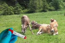 Dwie osoby zakażone gruźlicą bydła. Zamknięto 10 gospodarstw