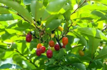 fot. Pęd z owocami oliwnika wielokwiatowego, dr hab. Anna Bieniek prof. UWM