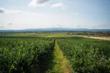 Fragment plantacji Agricrafters
