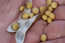 soja