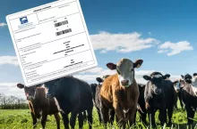 Dobrostan zwierząt: zmiana ważnego terminu w ekoschemacie!