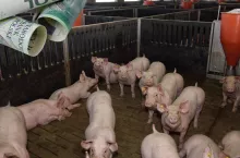 Polska świnia droższa o nawet 70 gr/kg. Gdzie skupy płaciły najwięcej? [SONDA]