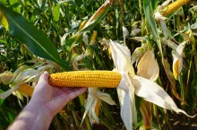 Ziarno dent to cecha typowych ziarnówek, co nie wyklucza przeznaczenia takich odmian na kiszonkę. W ekonomii produkcji mleka takie odmiany są nawet lepsze. Ale muszą spełniać dodatkowy warunek – silna cecha stay green, pozwalająca na maksymalną akumulację skrobi w dojrzałych ziarniakach przy zachowaniu optymalnej zawartości wody w sieczce z całych roślin. Tylko wtedy materiał idealnie się zakisi, a kiszonka będzie najwyższej wartości, strawności i jakości