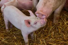 Wśród 20 powiatów o największym pogłowiu trzody chlewnej, blisko połowę stanowią regiony z województwa wielkopolskiego.