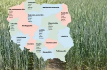 Pszenżyto jare: lista odmian zalecanych na 2025 rok
