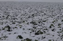 Plantacja rzepaku w zimowej scenerii połowy lutego