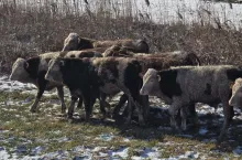 Byczki błąkały się po okolicy, stwarzając zagrożenie.
