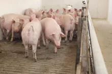 Przygotowanie loszek do rozrodu zdecyduje o wynikach, jakie uzyskamy w produkcji świń