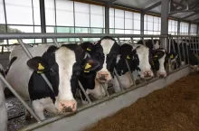 To jeden z najpopularniejszych wariantów Dobrostanu zwierząt. W ramach kampanii dopłat bezpośrednich w 2024 r. o płatność dobrostanową za realizację praktyki polegającej na późniejszym odsadzaniu cieląt od krów mlecznych wnioskowało 31 533 rolników. Jakie zmiany?