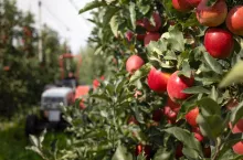 zrównoważona produkcja owoców