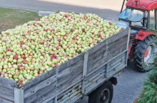 jabłka przemysłowe