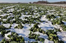 Brak opadów i słaba pokrywa śnieżna nie wróżą nic dobrego.