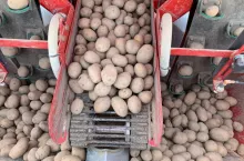 Materiał sadzeniakowy