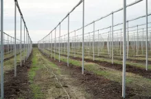 Stanowisko pod uprawę borówek