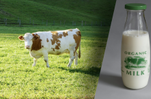 Zgodnie unijnymi przepisami dotyczącymi rolnictwa ekologicznego, wszystkie krowy, produkujące mleko organiczne, muszą mieć zapewnioną możliwość wypasu.