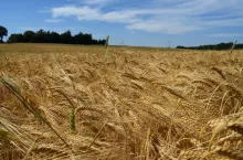 fot. Monika Kopaczel – Radziulewicz