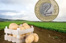 Ceny ziemniaków do przetwórstwa gwałtownie spadają. Jakie stawki?