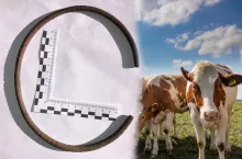 Rolnik na pastwisku odkrył prawdziwy skarb!