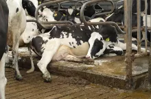 „Okazuje się, że bydło cierpi i nawet mniej wprawne oko może to zobaczyć, pod warunkiem, że wiemy, jakimi kryteriami się kierować by rozpoznać oznaki bólu i szybko udzielić pomocy”