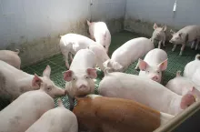 Uzyskanie świń odpornych na PRRS bardzo pomogłoby w walce z tą najkosztowniejszą chorobą w produkcji trzody chlewnej