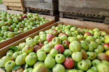 skup jabłek przemysłowych